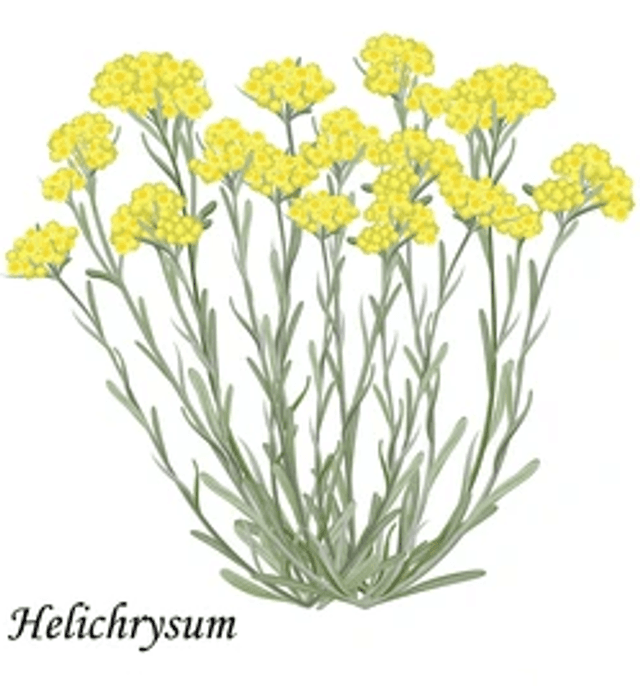 Hélichryse