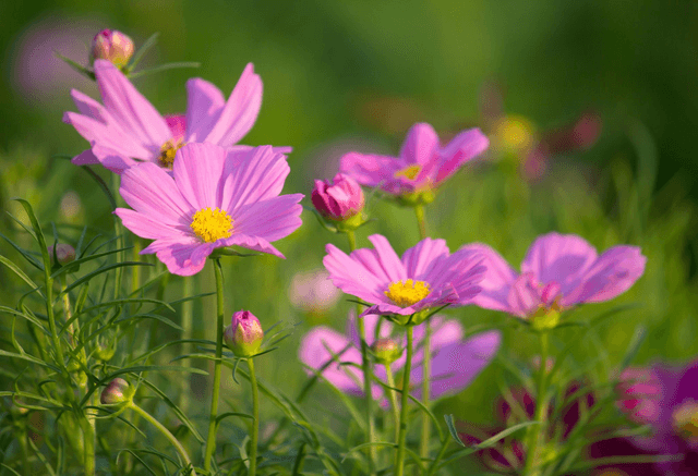 Cosmos